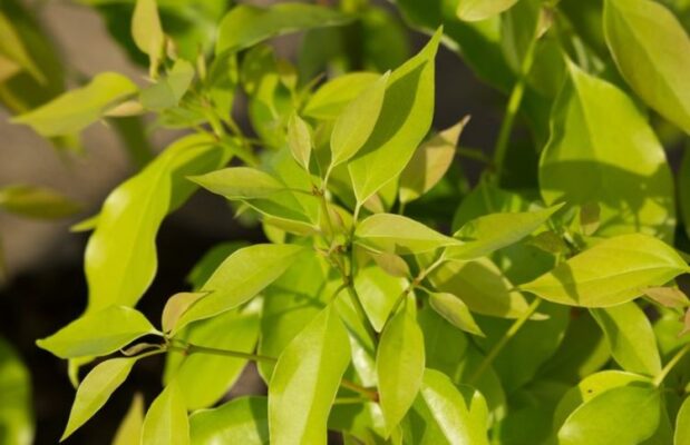 Camphora officinalis (Камфора) – камфора