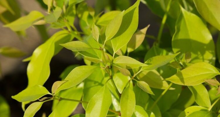 Camphora officinalis (Камфора) – камфора