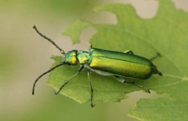 Cantharis (Кантарис) – шпанская мушка