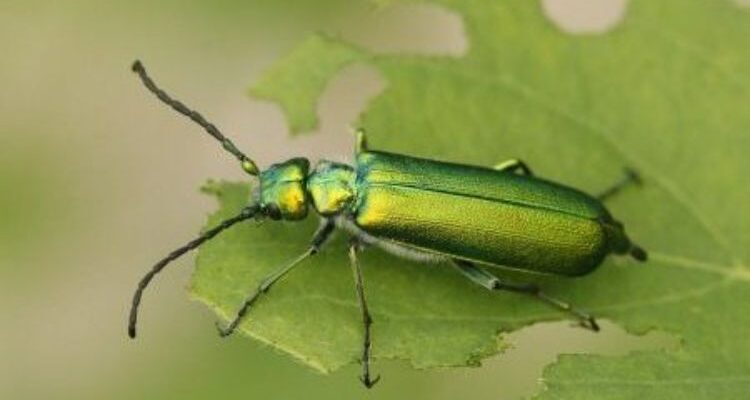 Cantharis (Кантарис) – шпанская мушка