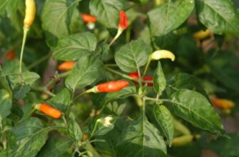 Capsicum annuum (Капсикум) - кайенский стручковый перец