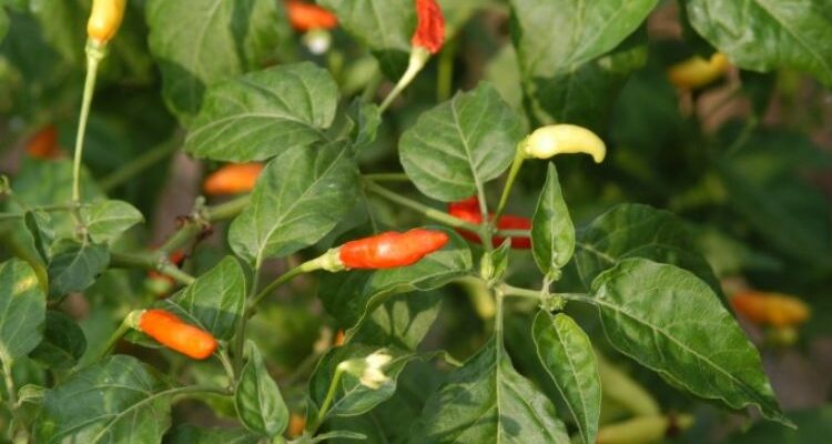 Capsicum annuum (Капсикум) - кайенский стручковый перец