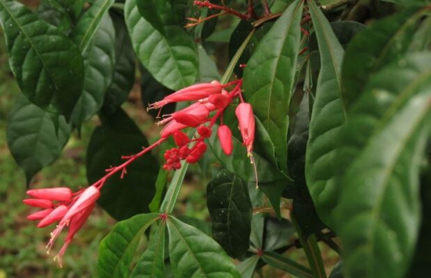 Cedron (Zedron) - quassia cedron