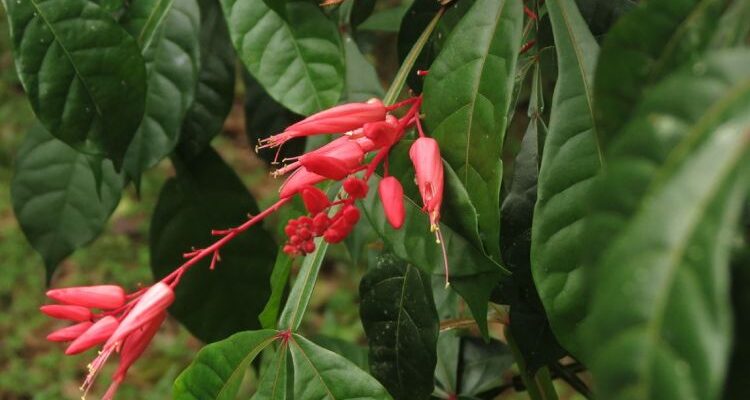 Cedron (Zedron) - quassia cedron
