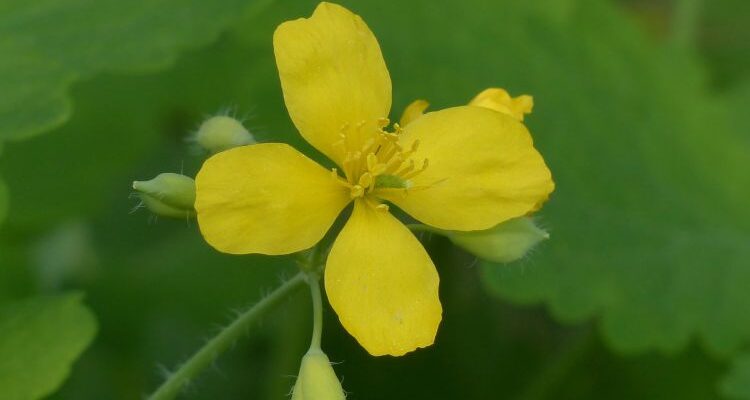 Chelidonium majus (Хелидониум майус) - чистотел большой