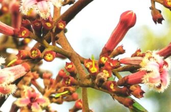 China officinalis (Хина) – хинное дерево