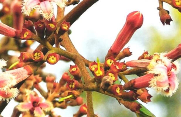 China officinalis (Хина) – хинное дерево