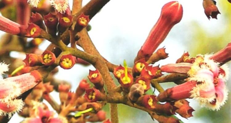 China officinalis (Хина) – хинное дерево