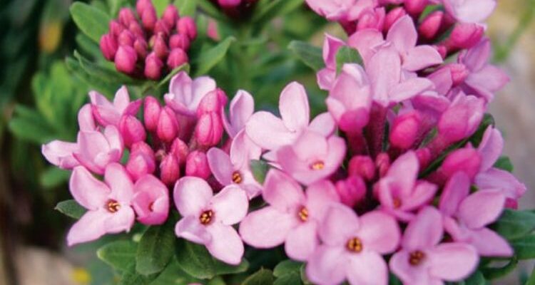 Daphne indica (Дафнэ индика) - викстремия индийская