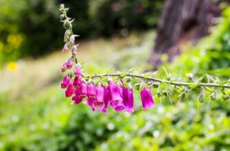 Digitalis purpurea (Дигиталис пурпуреа) – наперстянка красная