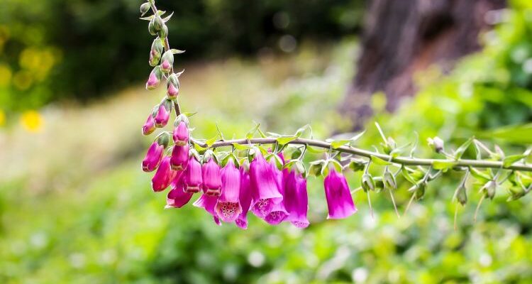 Digitalis purpurea (Дигиталис пурпуреа) – наперстянка красная