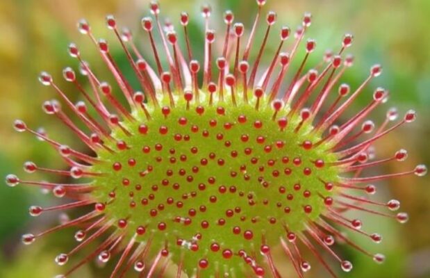 Drosera rotundifolia (Дрозэра) - росянка круглолистная