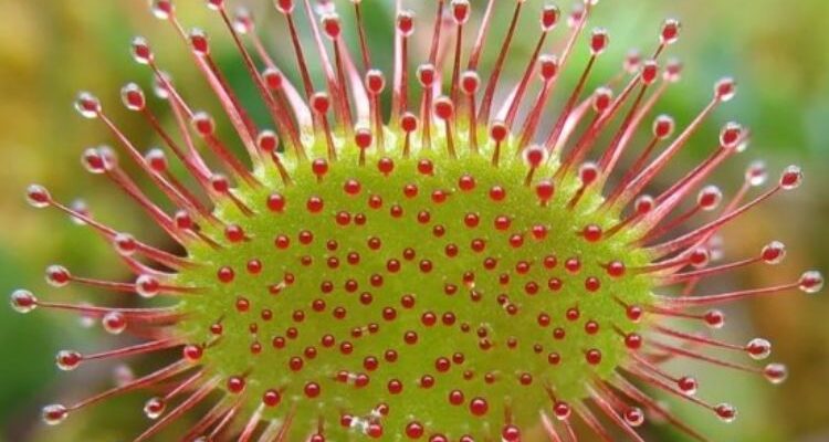 Drosera rotundifolia (Дрозэра) - росянка круглолистная