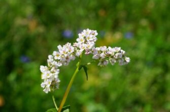 Fagopyrum esculentum (Фагопирум эскулентум) - гречиха