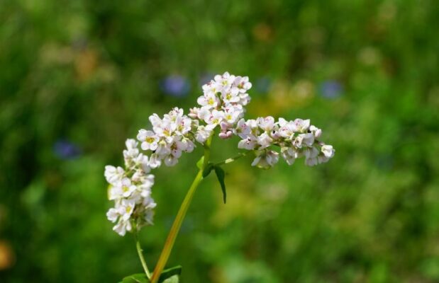 Fagopyrum esculentum (Фагопирум эскулентум) - гречиха