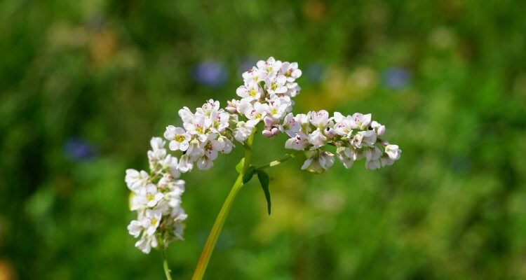 Fagopyrum esculentum (Фагопирум эскулентум) - гречиха