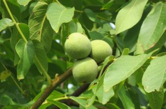 Грецкий орех Juglans regia