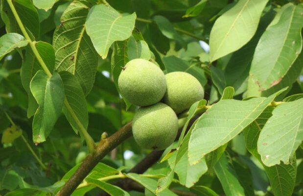 Грецкий орех Juglans regia