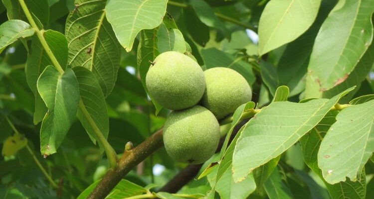 Грецкий орех Juglans regia