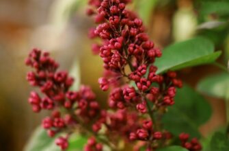 Rhus toxicodendron (Рус токсикодэндрон) - токсикодендрон ядовитый, сумах ядовитый