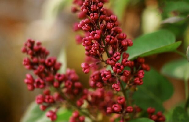 Rhus toxicodendron (Рус токсикодэндрон) - токсикодендрон ядовитый, сумах ядовитый
