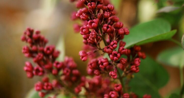 Rhus toxicodendron (Рус токсикодэндрон) - токсикодендрон ядовитый, сумах ядовитый