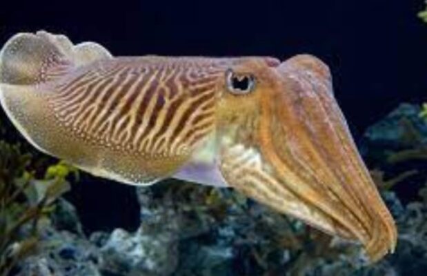 Sepia officinalis(Сэпия) - каракатица аптечная