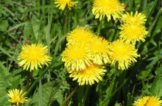 Taraxacum officinale (Тараксакум) – одуванчик лекарственный