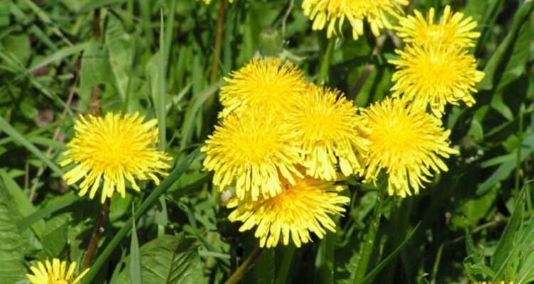 Taraxacum officinale (Тараксакум) – одуванчик лекарственный