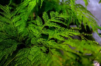 Thuja occidentalis (Туя) - туя западная