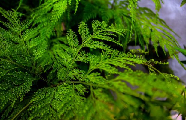 Thuja occidentalis (Туя) - туя западная