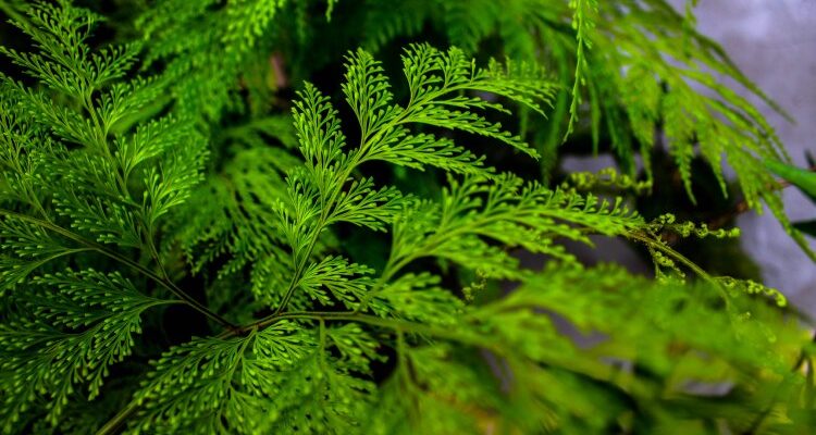 Thuja occidentalis (Туя) - туя западная
