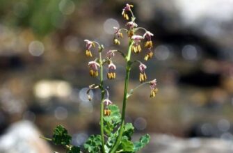 Василистник альпийский - Thalictrum alpinum