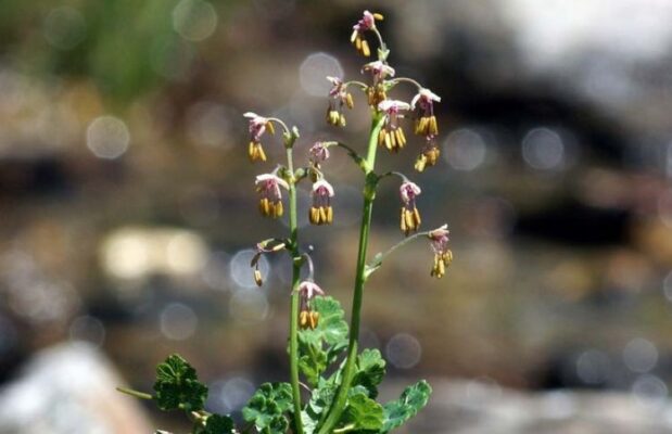 Василистник альпийский - Thalictrum alpinum