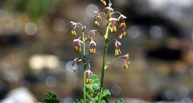 Василистник альпийский - Thalictrum alpinum