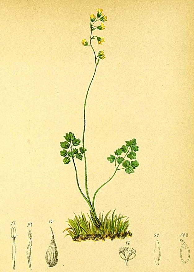 Василистник альпийский