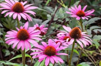 Echinacea angustifolia (Эхинацея ангустифолия) - эхинацея