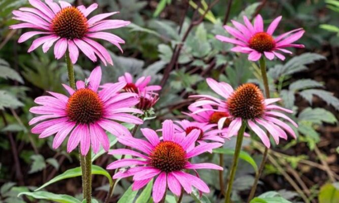 Echinacea angustifolia (Эхинацея ангустифолия) - эхинацея