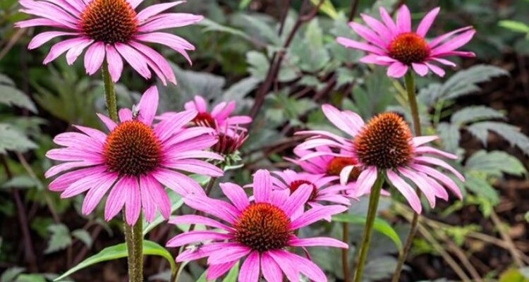 Echinacea angustifolia (Эхинацея ангустифолия) - эхинацея