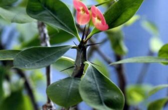 Euphorbium officinarum (Эуфорбиум) – молочай ядовитый