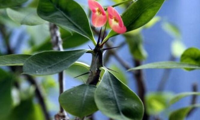 Euphorbium officinarum (Эуфорбиум) – молочай ядовитый
