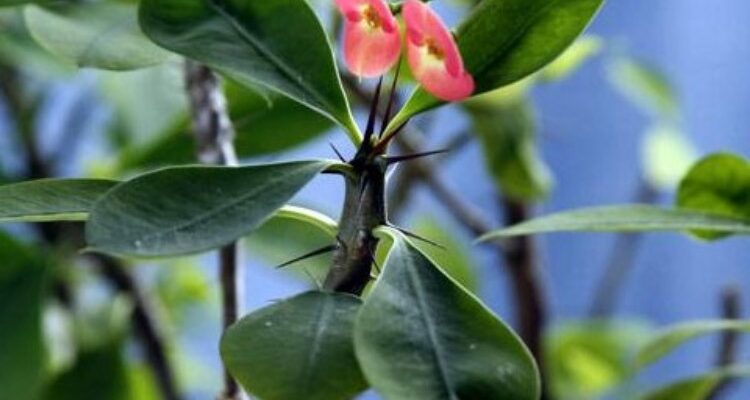 Euphorbium officinarum (Эуфорбиум) – молочай ядовитый