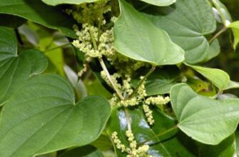 Dioscorea villosa — Диоскорея мохнатая