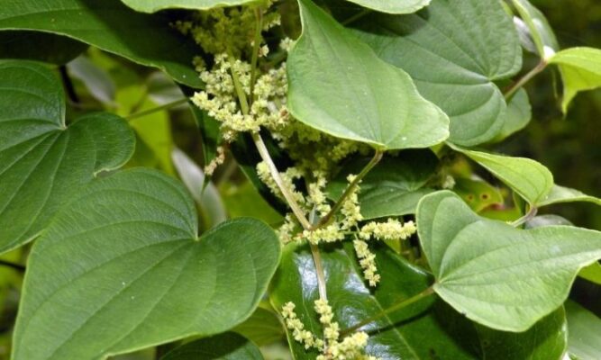 Dioscorea villosa — Диоскорея мохнатая