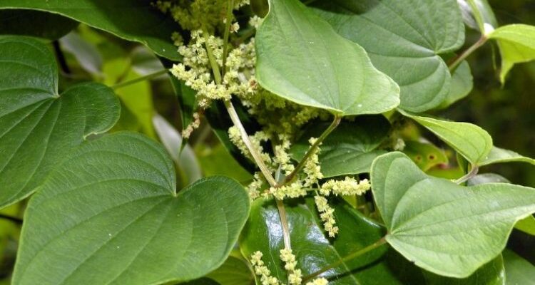 Dioscorea villosa — Диоскорея мохнатая