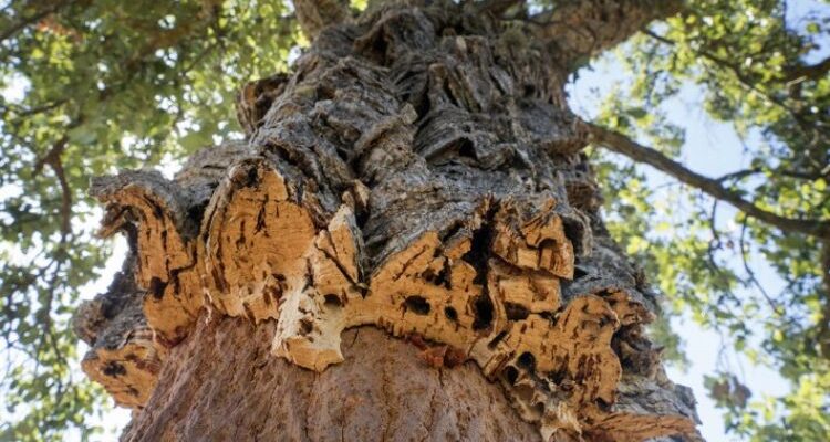 Duboisinum (Дубоизинум) – пробковое дерево