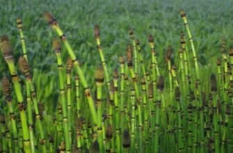 Equisetum hyemale (Эквисэтум хиемале) – хвощ зимующий