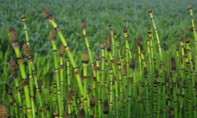 Equisetum hyemale (Эквисэтум хиемале) – хвощ зимующий