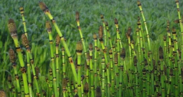Equisetum hyemale (Эквисэтум хиемале) – хвощ зимующий