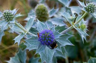 Eryngium aquaticum (Эрингиум акватикум) – синеголовник водяной